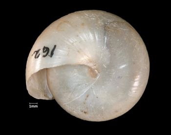 Media type: image;   Malacology 61067 Aspect: basal